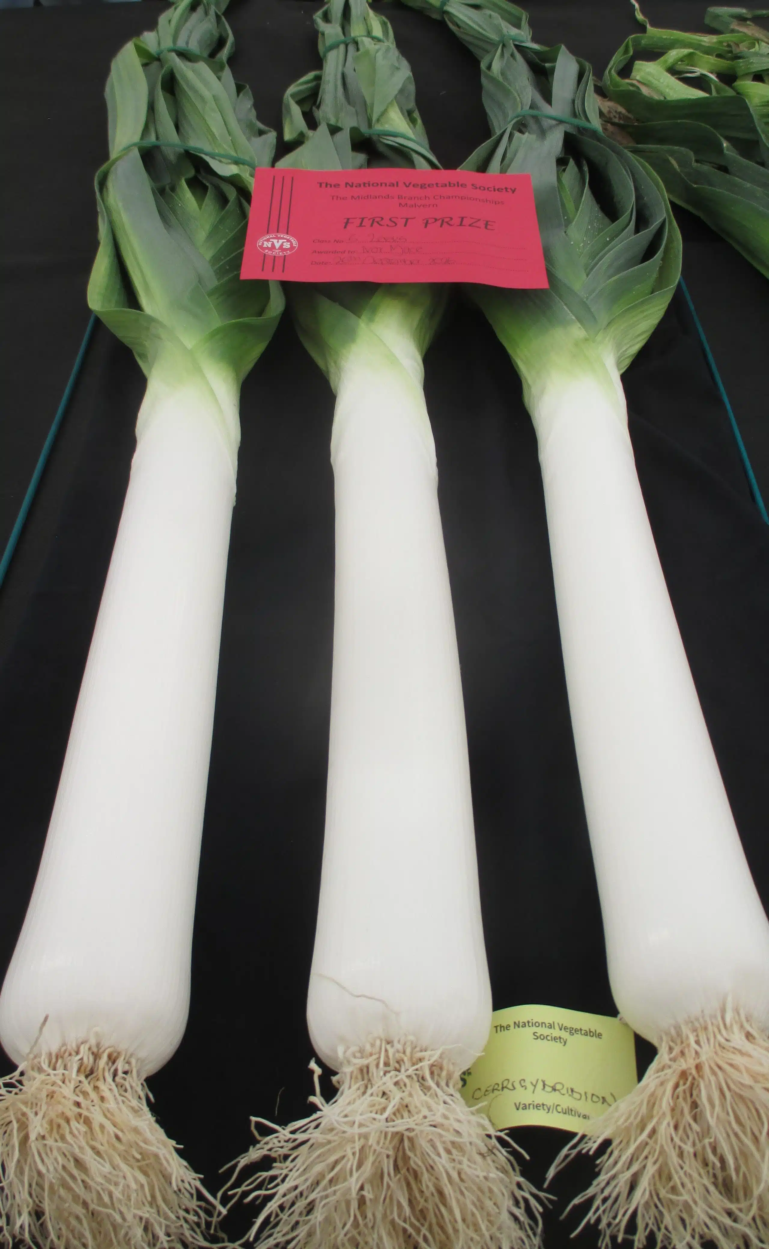 CERRIGYDRUDION Exclusive New Blanch Leek bred by Ivor Mace FNVS SEEDLINGS