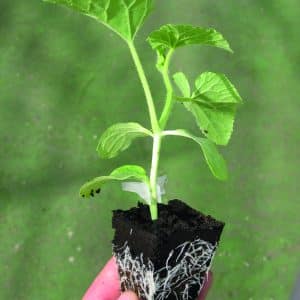 ENFORCER F1 (ROOTSTOCK)