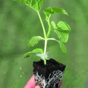ENFORCER F1 (ROOTSTOCK)