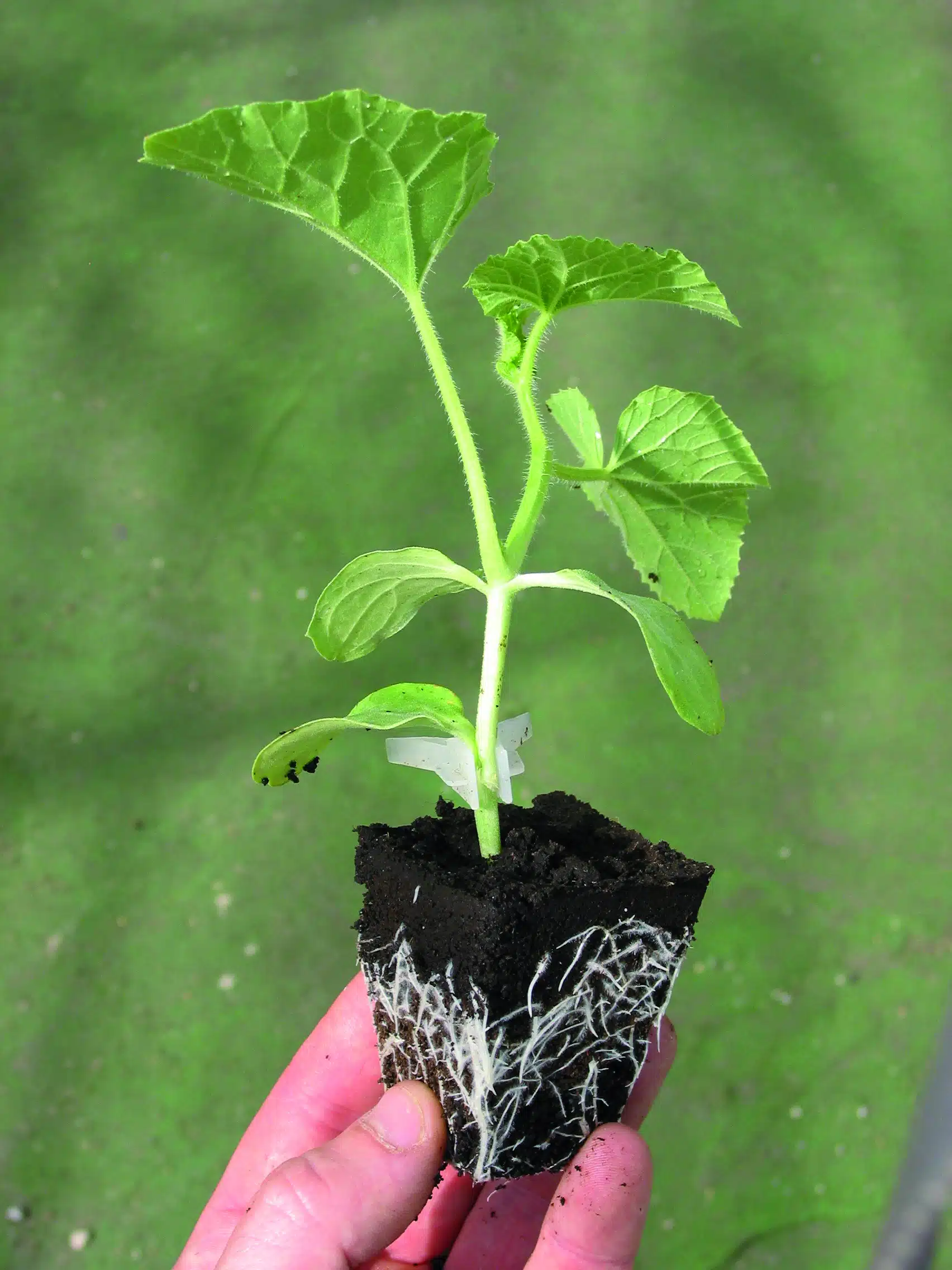 ENFORCER F1 (ROOTSTOCK)