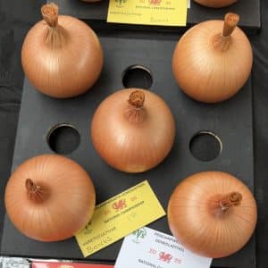 Onion Bonus F1