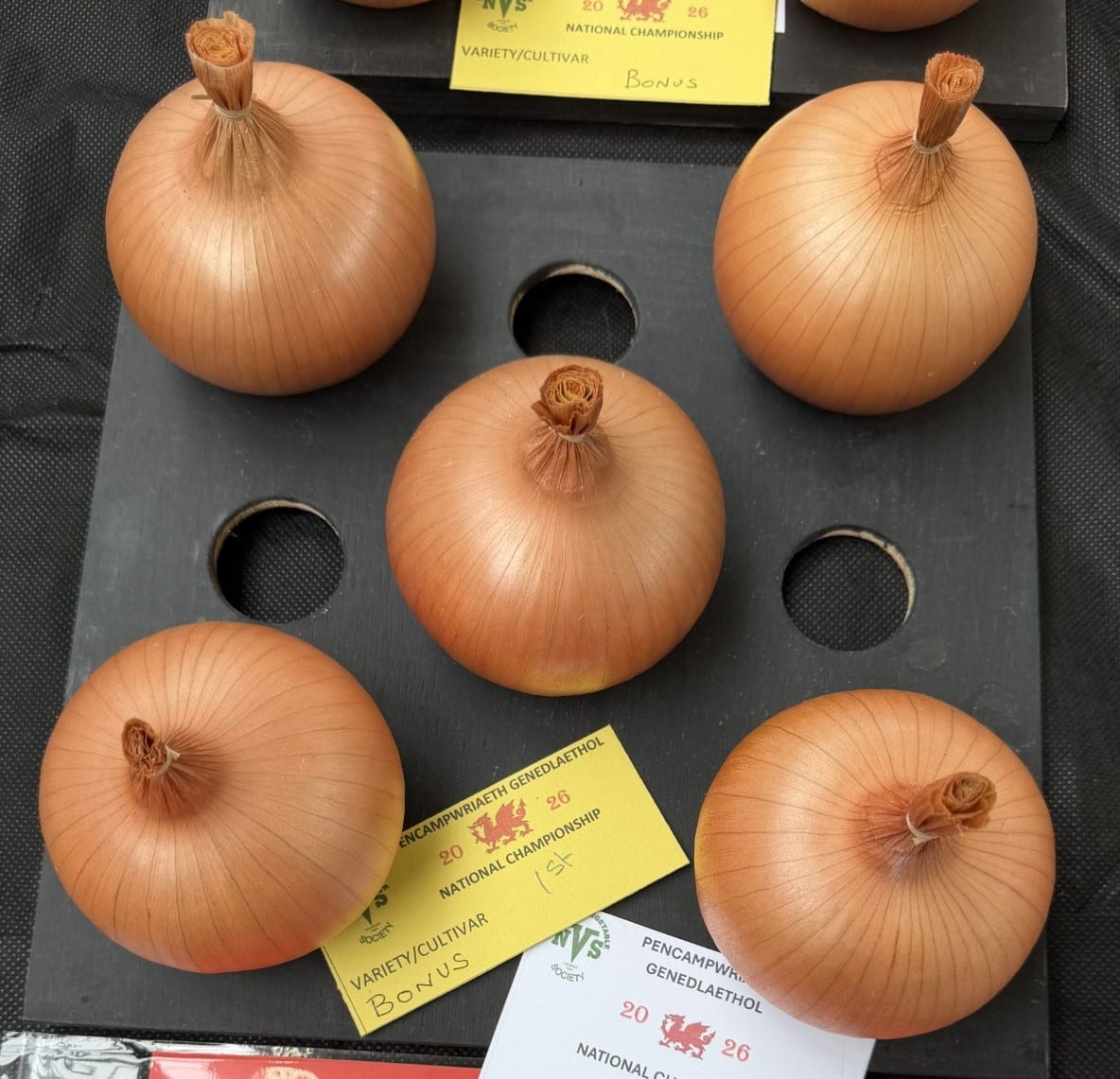 Onion Bonus F1