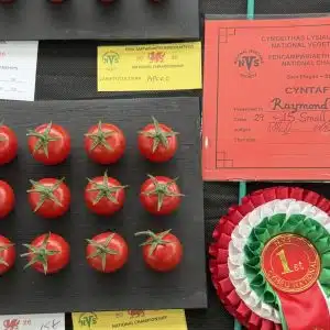 MINOPRIO F1 Tomato